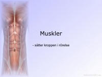 /album/musklerna/a6-musklerna-001-jpeg/